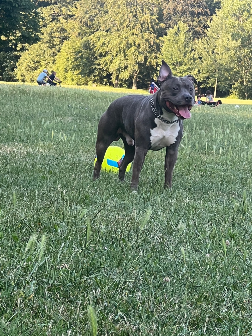 Pacha dit kyser (Sans Affixe)