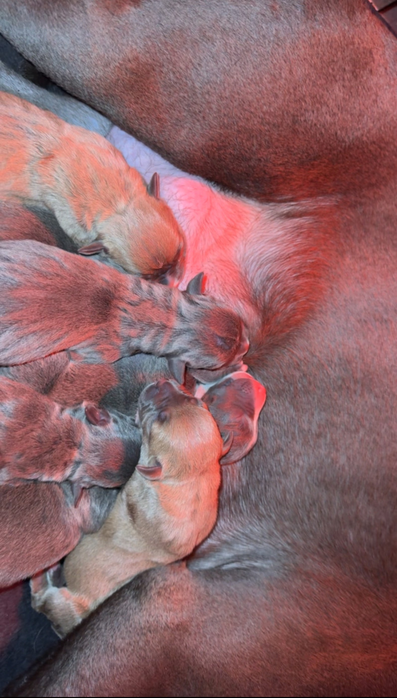 Chiot American Staffordshire Terrier Amandine Gatineau