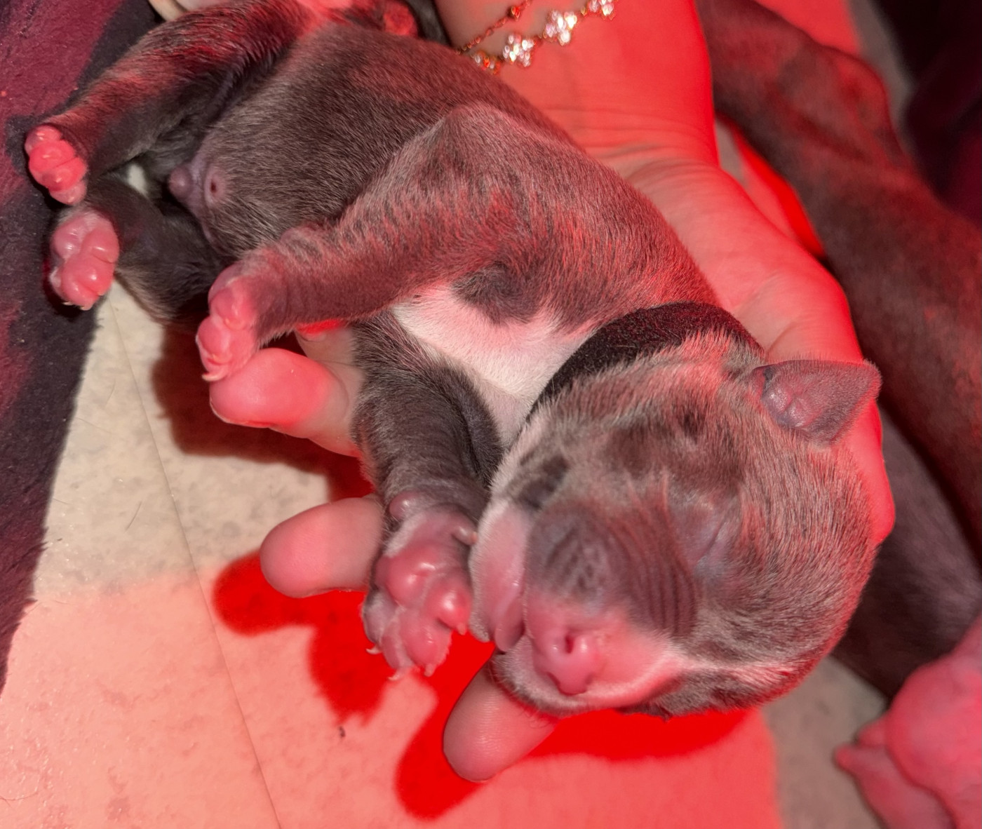 Amandine Gatineau - Chiots disponibles - American Staffordshire Terrier