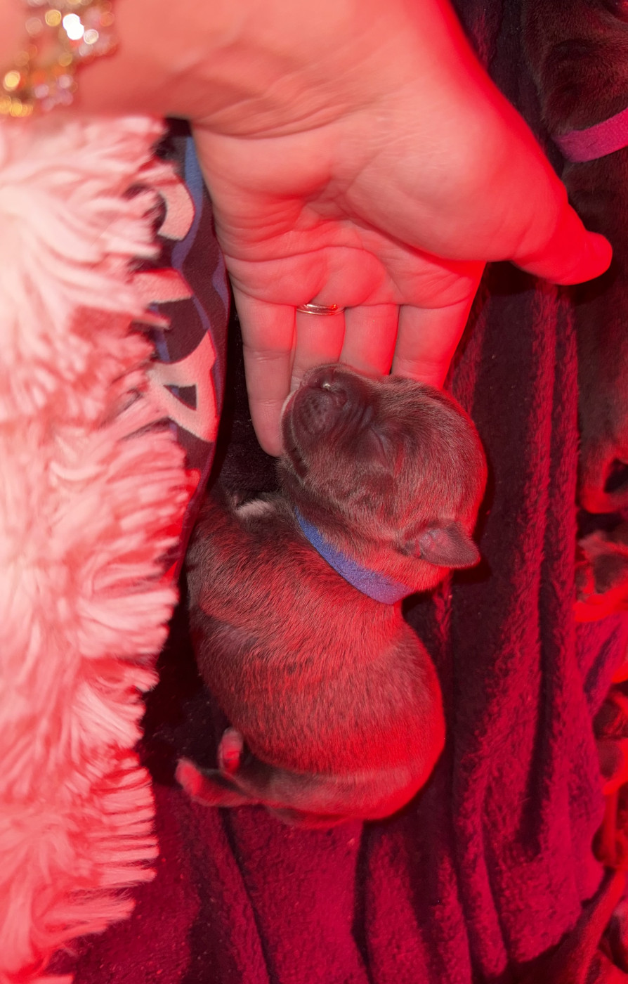 Amandine Gatineau - Chiots disponibles - American Staffordshire Terrier