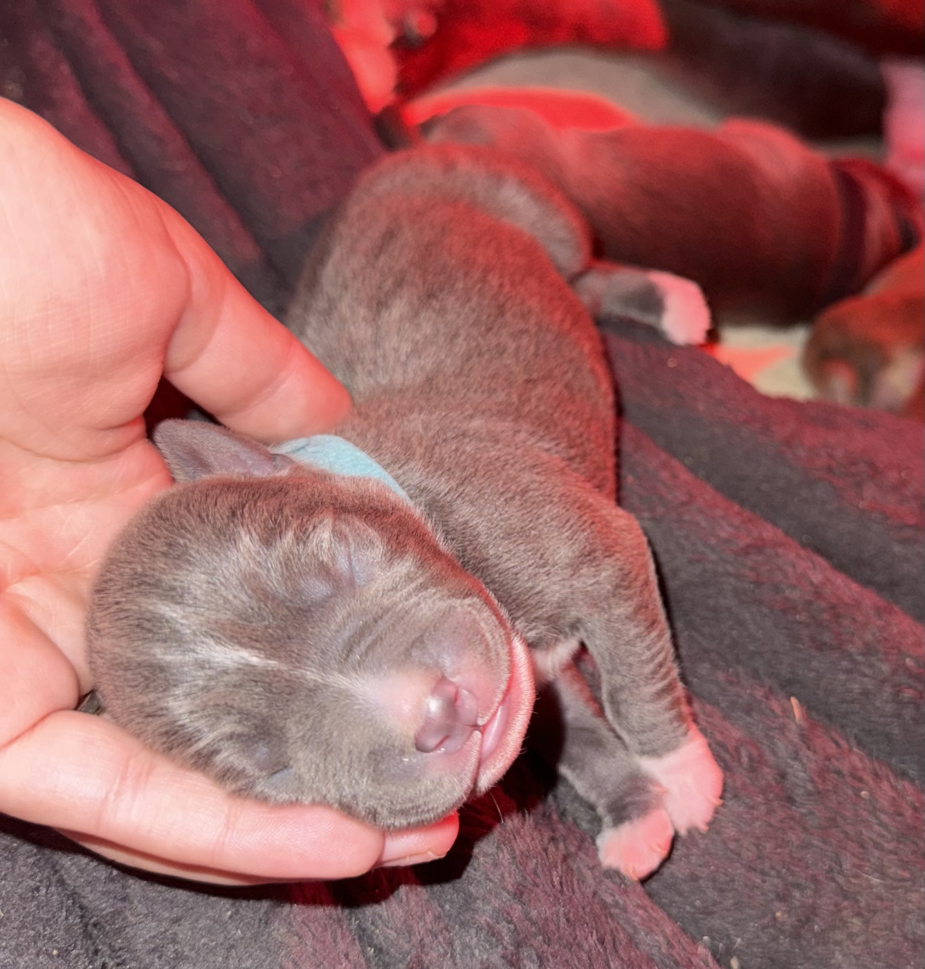 Amandine Gatineau - Chiots disponibles - American Staffordshire Terrier