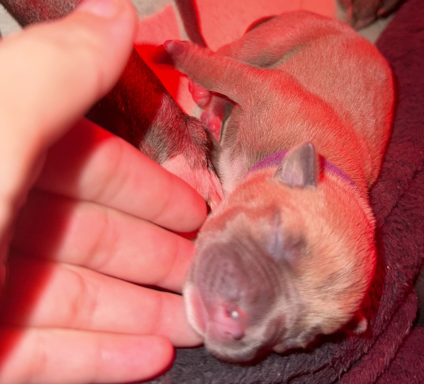 Amandine Gatineau - Chiots disponibles - American Staffordshire Terrier