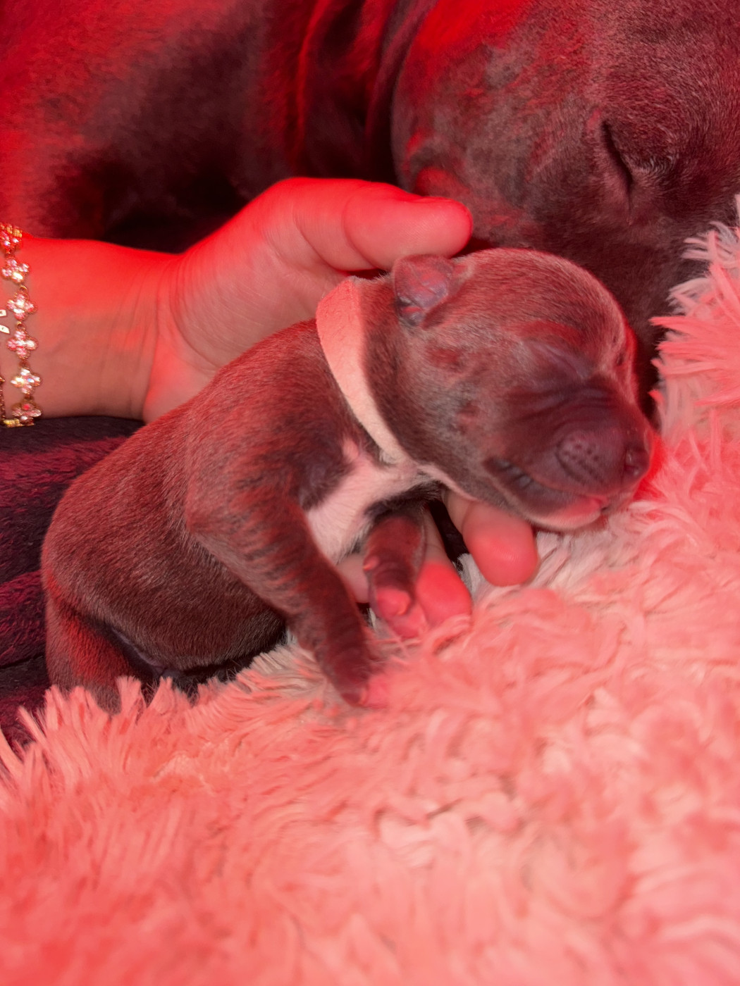 Amandine Gatineau - Chiots disponibles - American Staffordshire Terrier