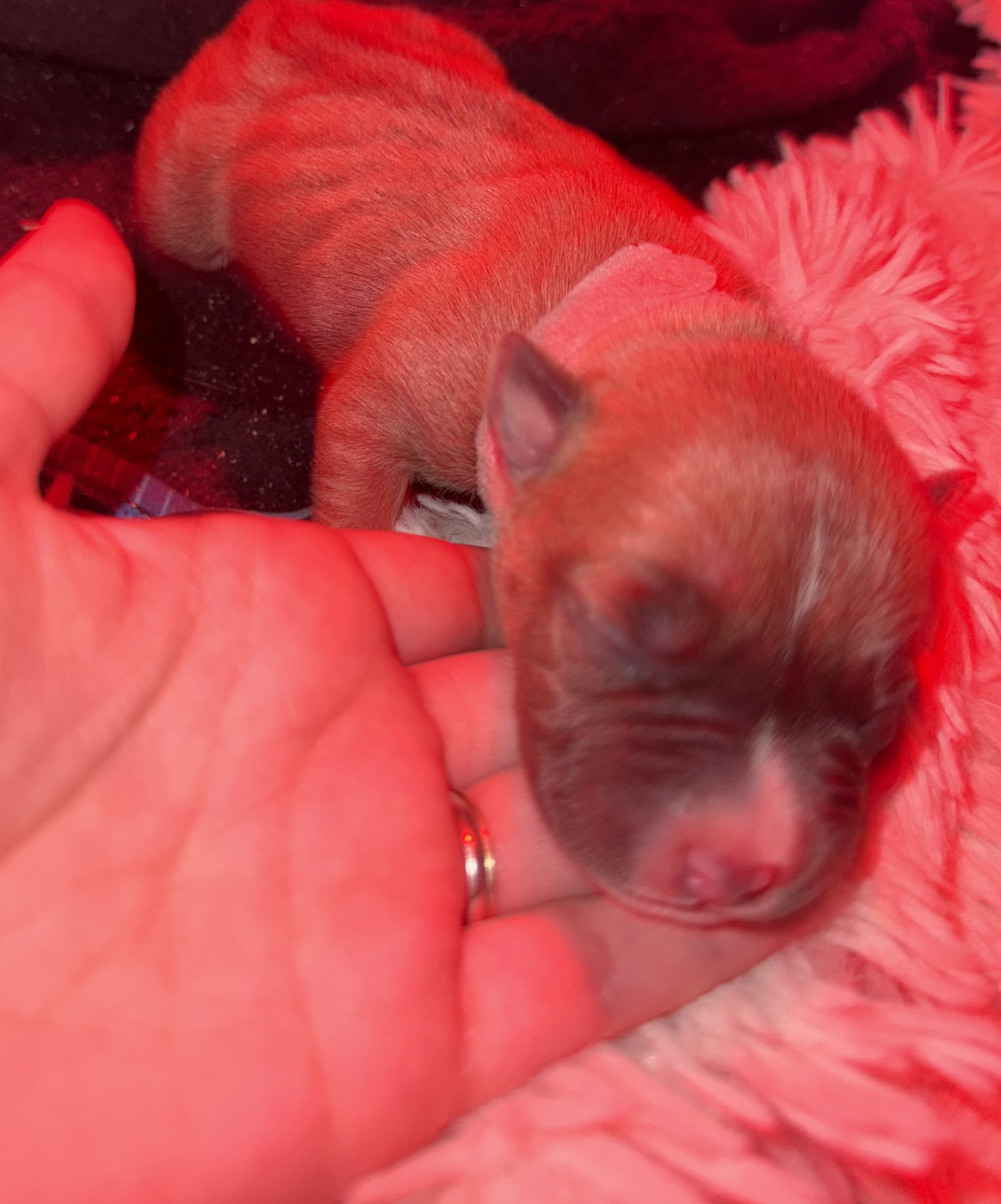 Amandine Gatineau - Chiots disponibles - American Staffordshire Terrier